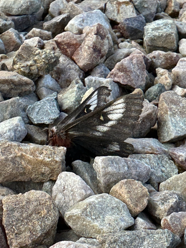 Hemileuca juno (Juno buckmoth), California species