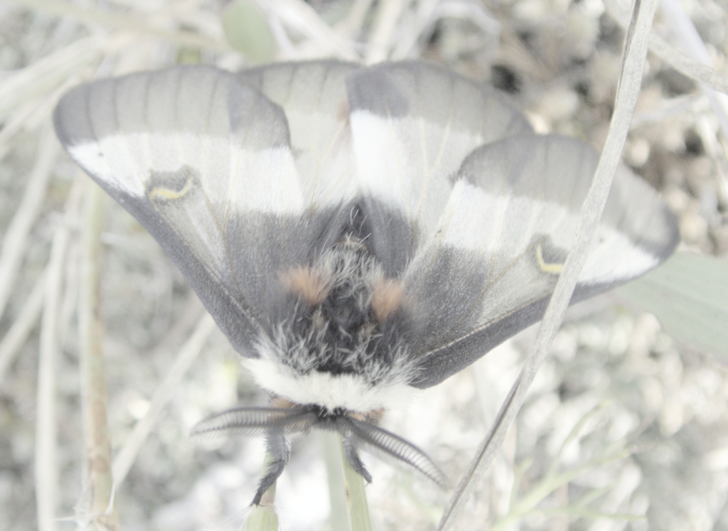 Hemileuca nevadensis (Nevada buckmoth), California species