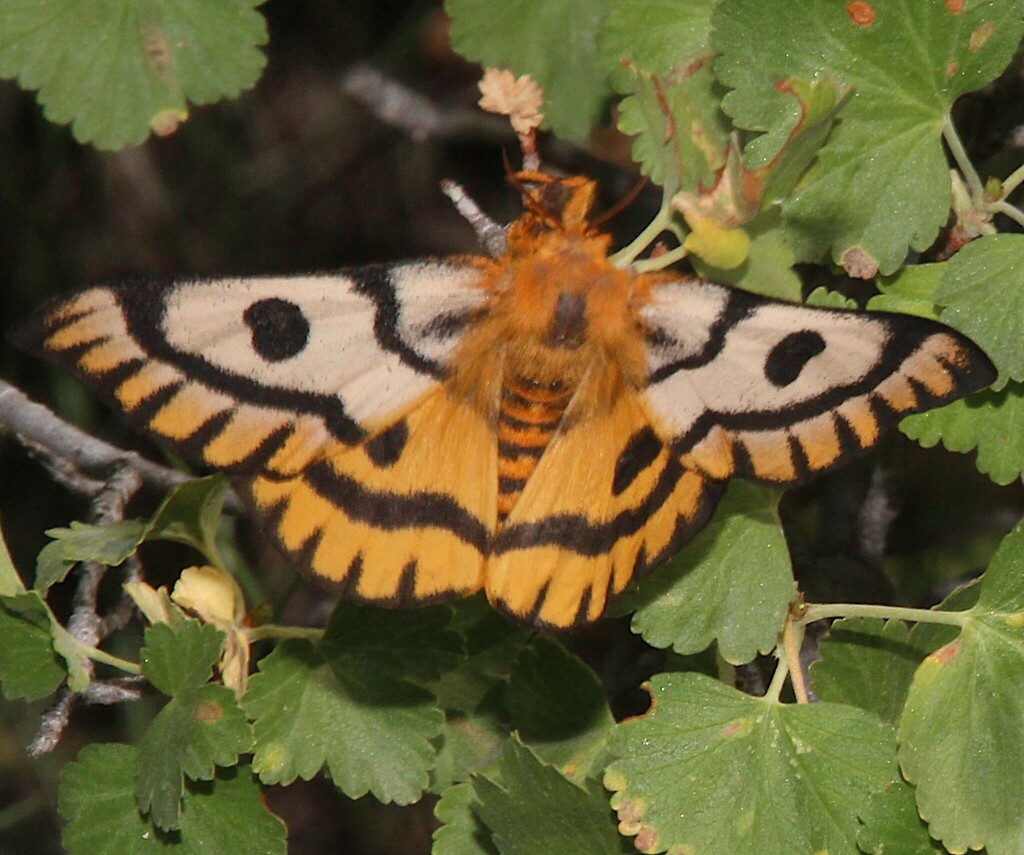 Hemileuca nuttalli (Nuttall's sheepmoth), California species