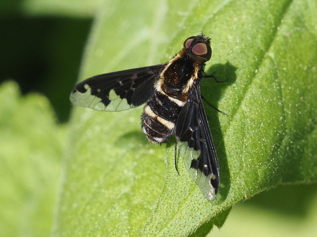Hemipenthes castanipes, California species