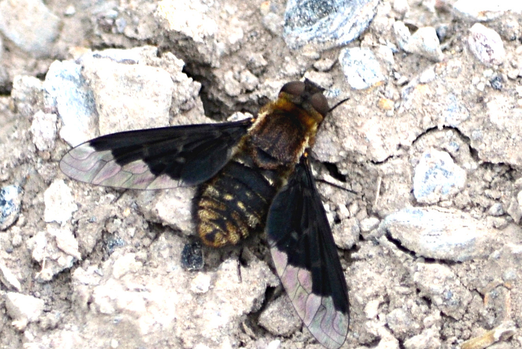 Hemipenthes morioides, California species