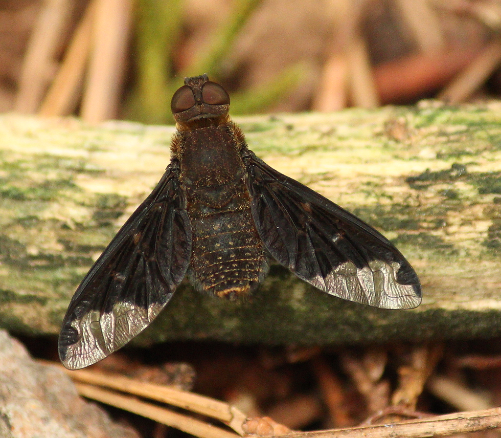 Hemipenthes sinuosa (Sinuous Bee Fly), California species
