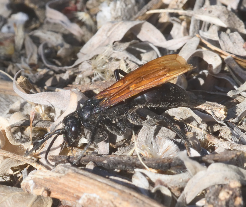 Hemipepsis ustulata (Flamed Tarantula-hawk Wasp), California species