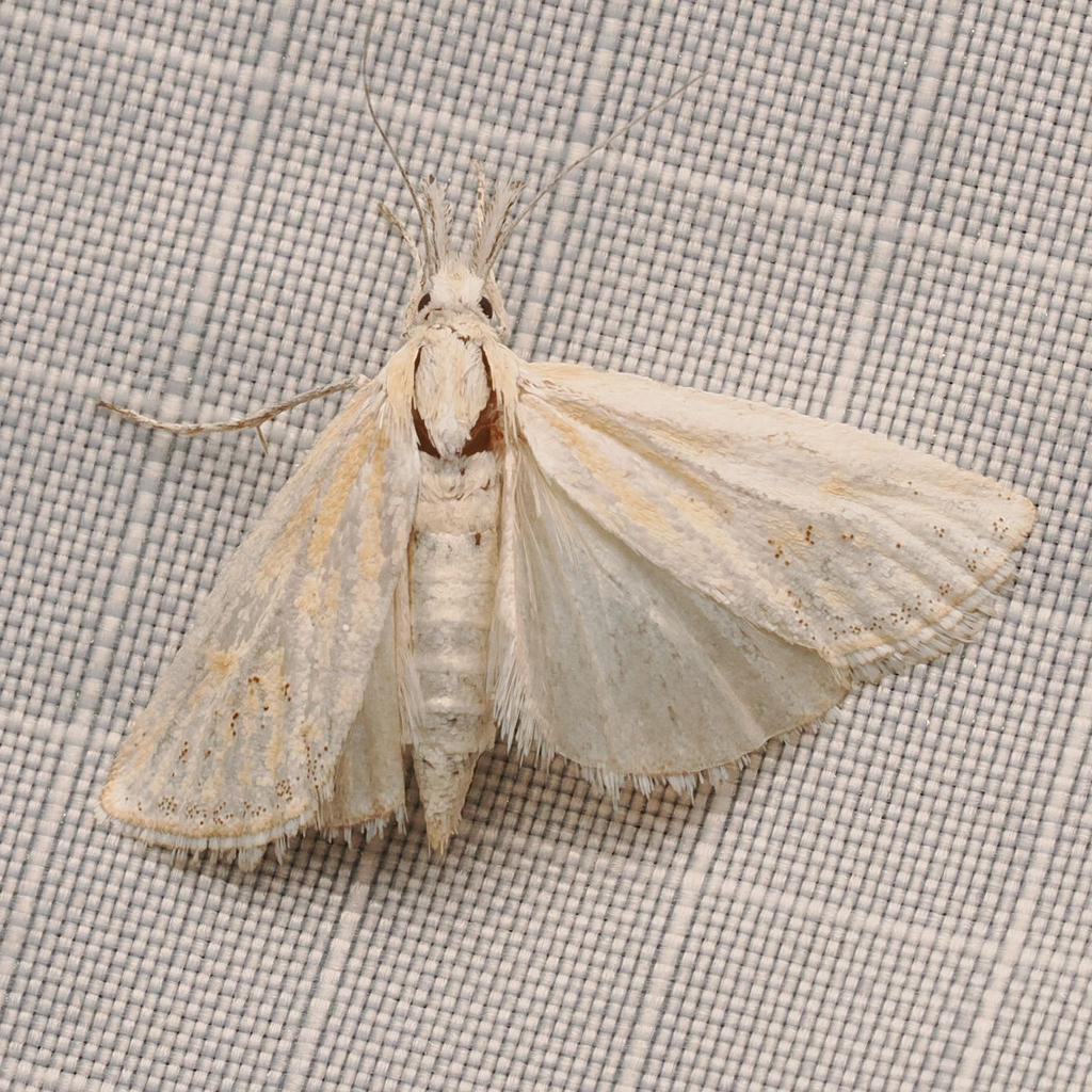 Hemiplatytes epia, California species