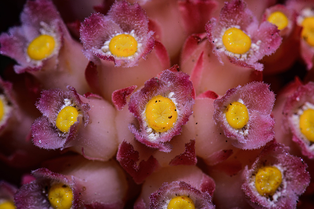 Hemitomes congestum (Coneplant), native California herb