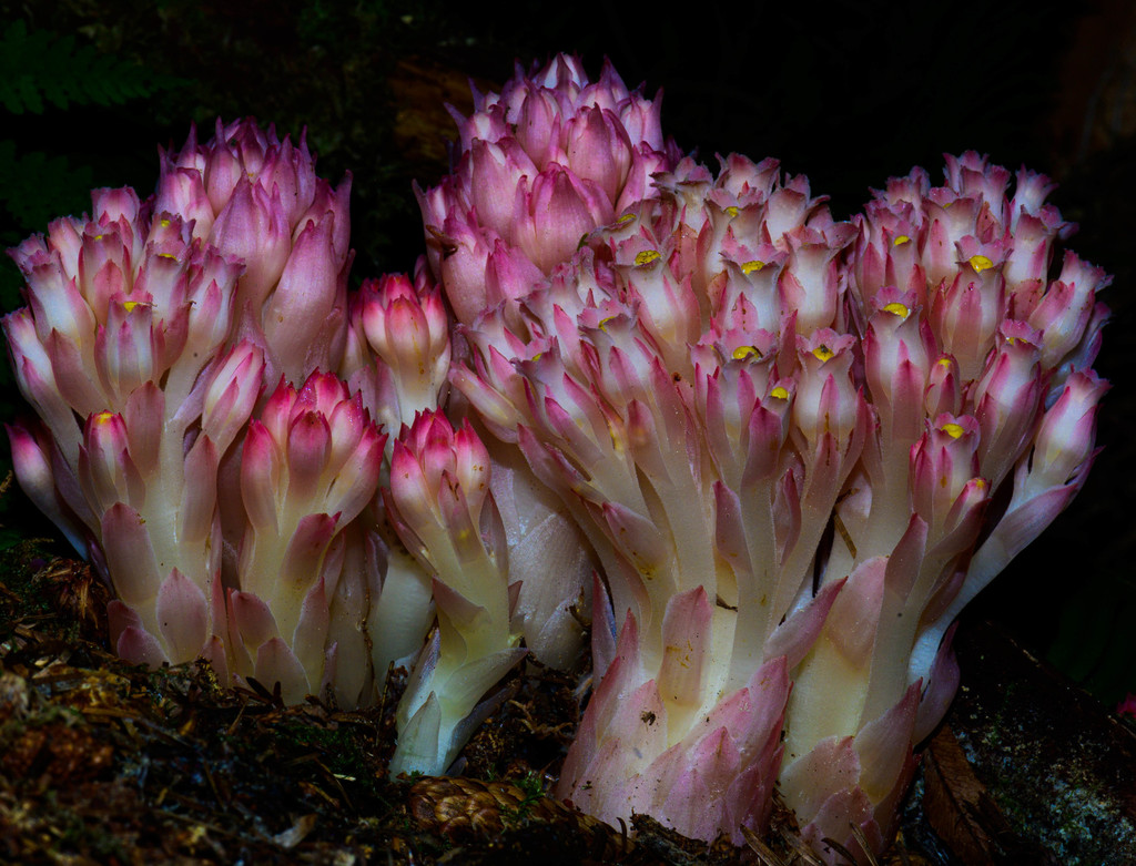 Hemitomes sp. (Gnome plant), native California perennial