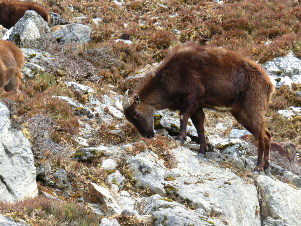 Hemitragus jemlahicus (Himalayan Tahr), California species