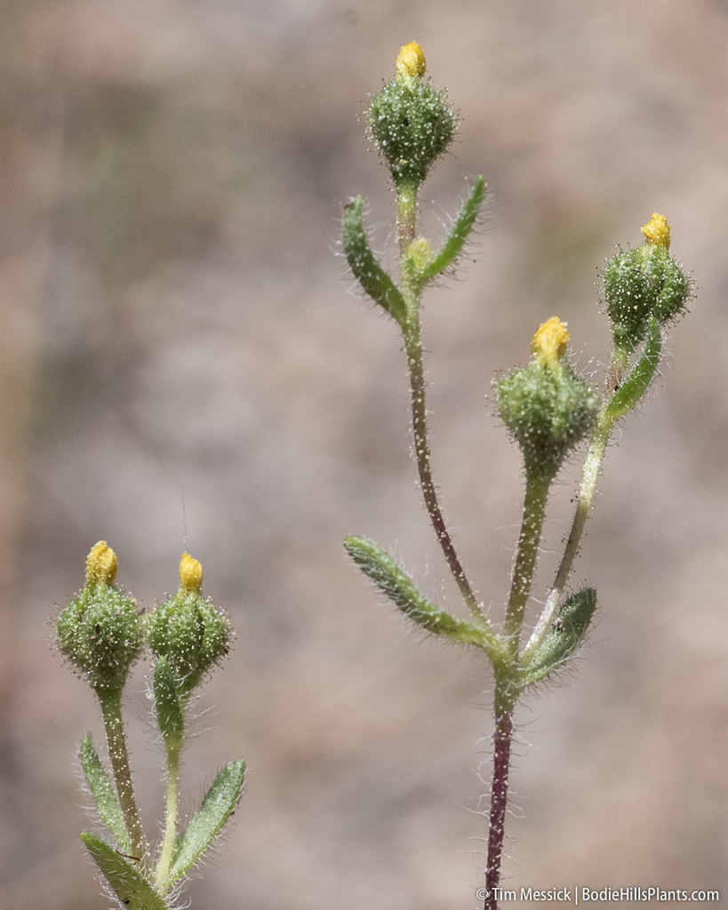 Hemizonella minima (Opposite leaved tarweed), native California herb