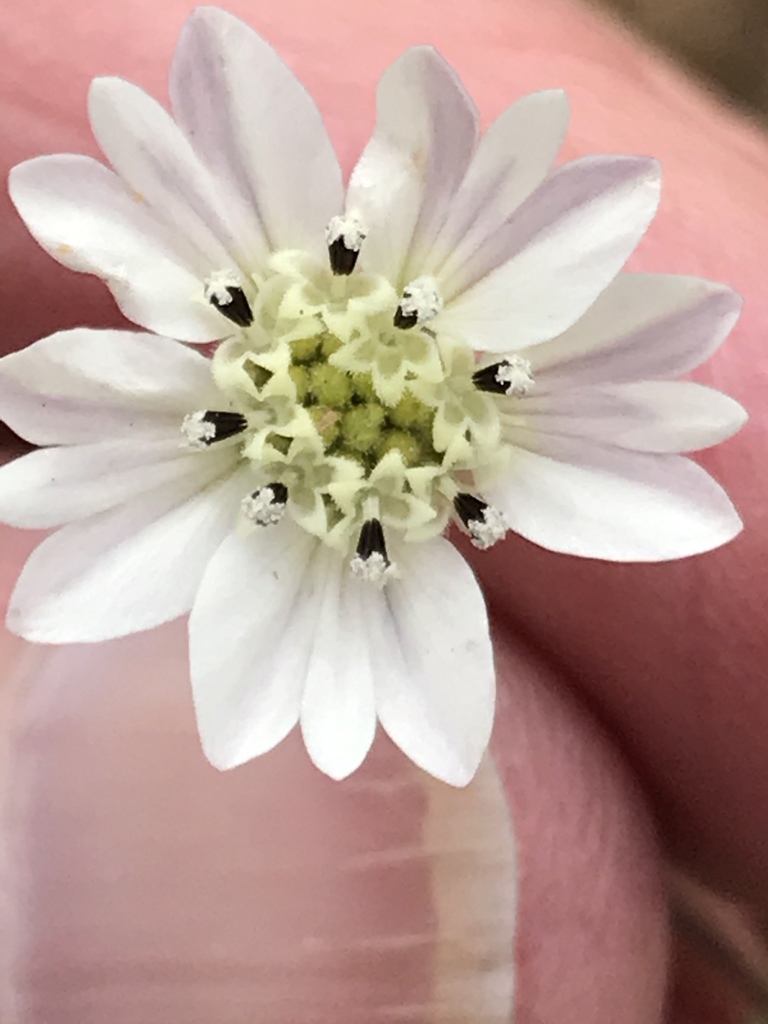 Hemizonia congesta — parent species of Hemizonia congesta subsp. luzulifolia