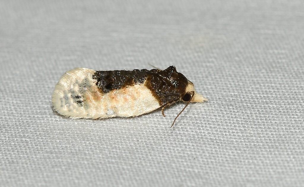Henricus contrastana (Contrasting Henricus Moth), California species