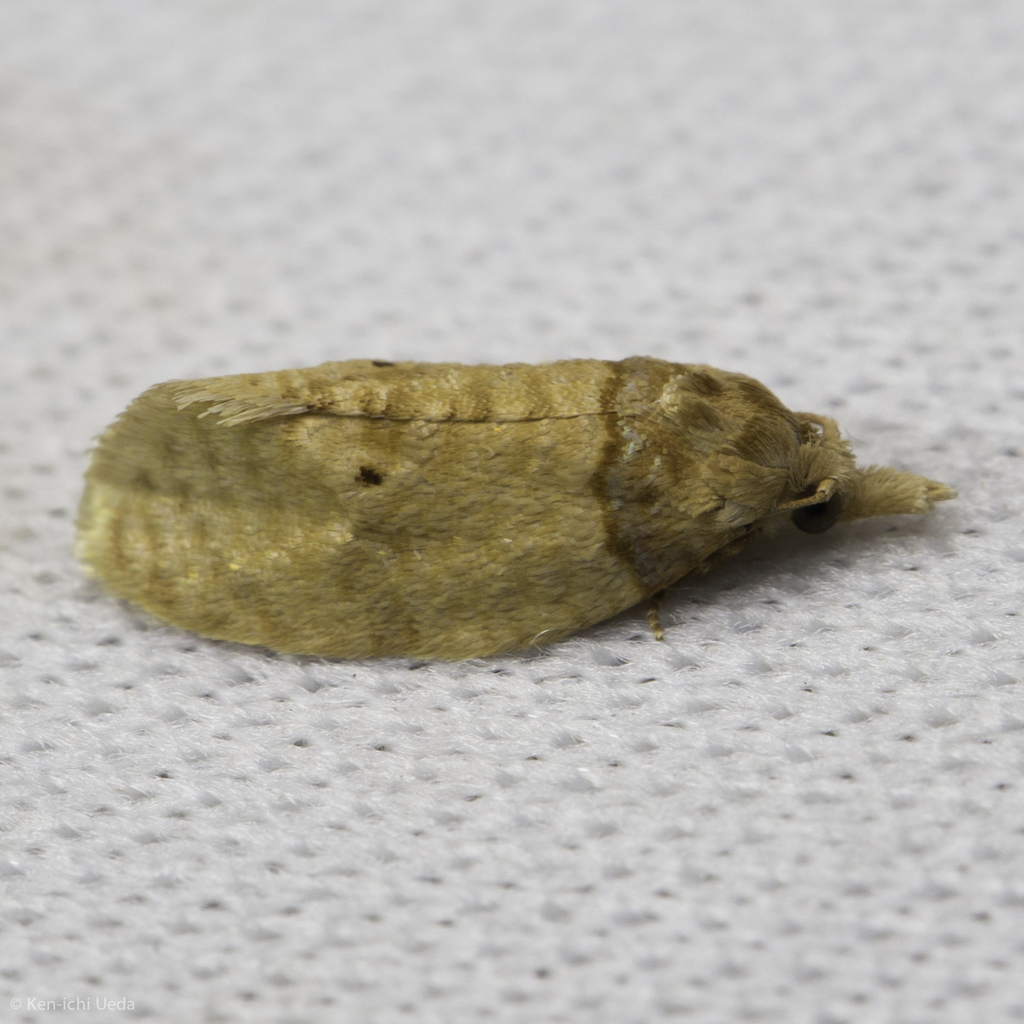Henricus umbrabasana, California species