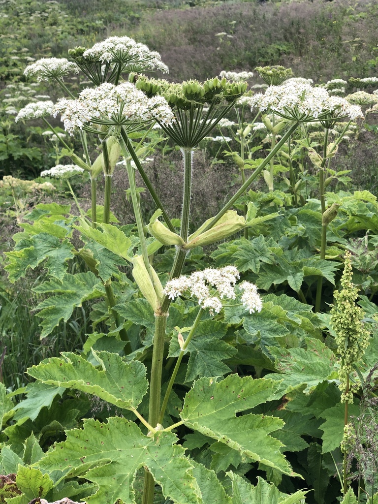 Heracleum maximum (Cow parsnip), native California herb