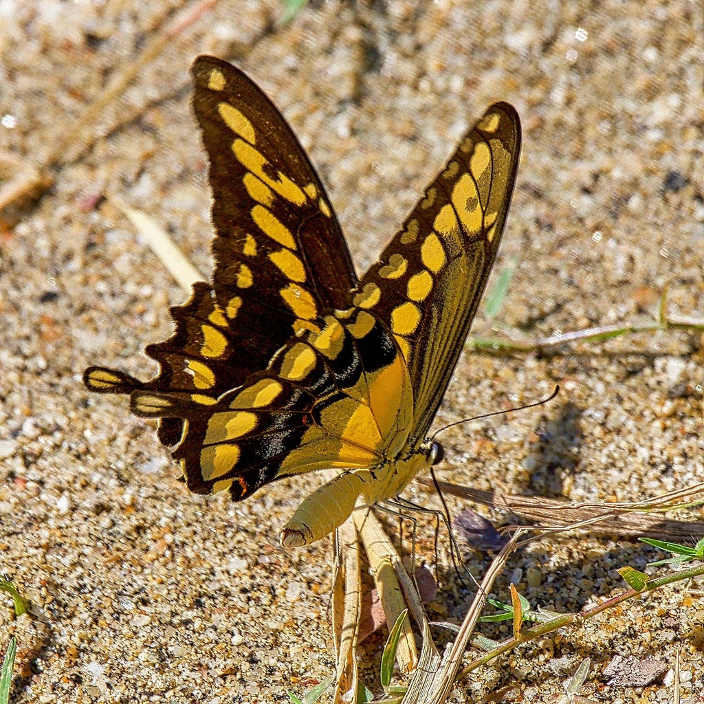 Heraclides rumiko (Western Giant Swallowtail), California species