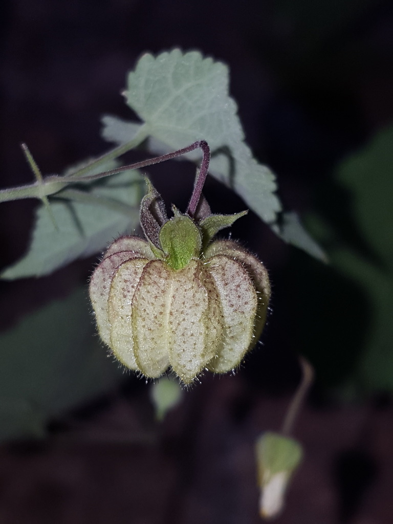 Herissantia crispa (Curly herissantia), native California subshrub