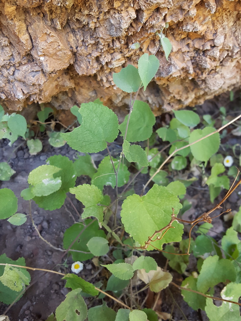 Herissantia sp. (Bladder mallow), native California perennial
