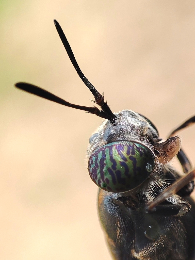 Hermetia illucens (Black Soldier Fly), California species