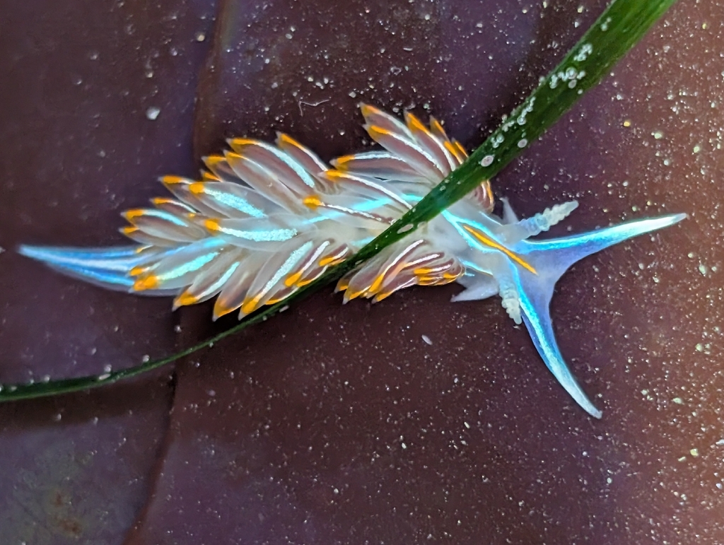Hermissenda crassicornis (Horned Nudibranch), California species