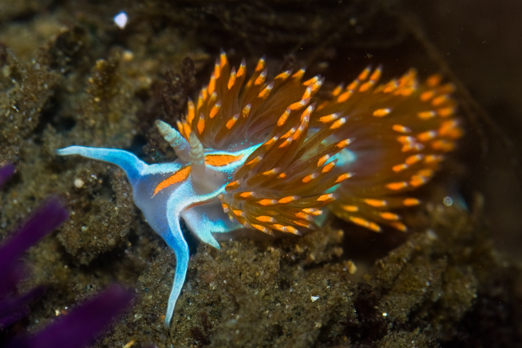 Hermissenda opalescens (Opalescent Nudibranch), California species