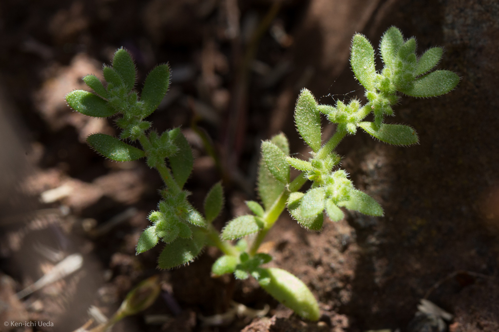 Herniaria hirsuta — parent species of Herniaria hirsuta var. hirsuta