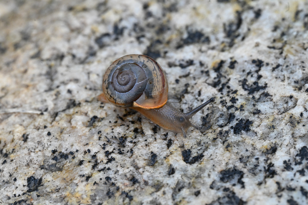Herpeteros angelus (Soledad Desertsnail), California species