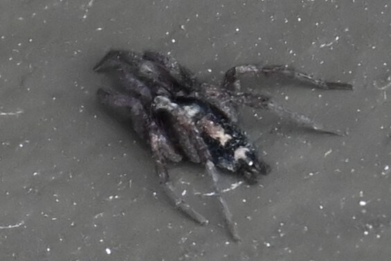 Herpyllus propinquus (Western Parson Spider), California species