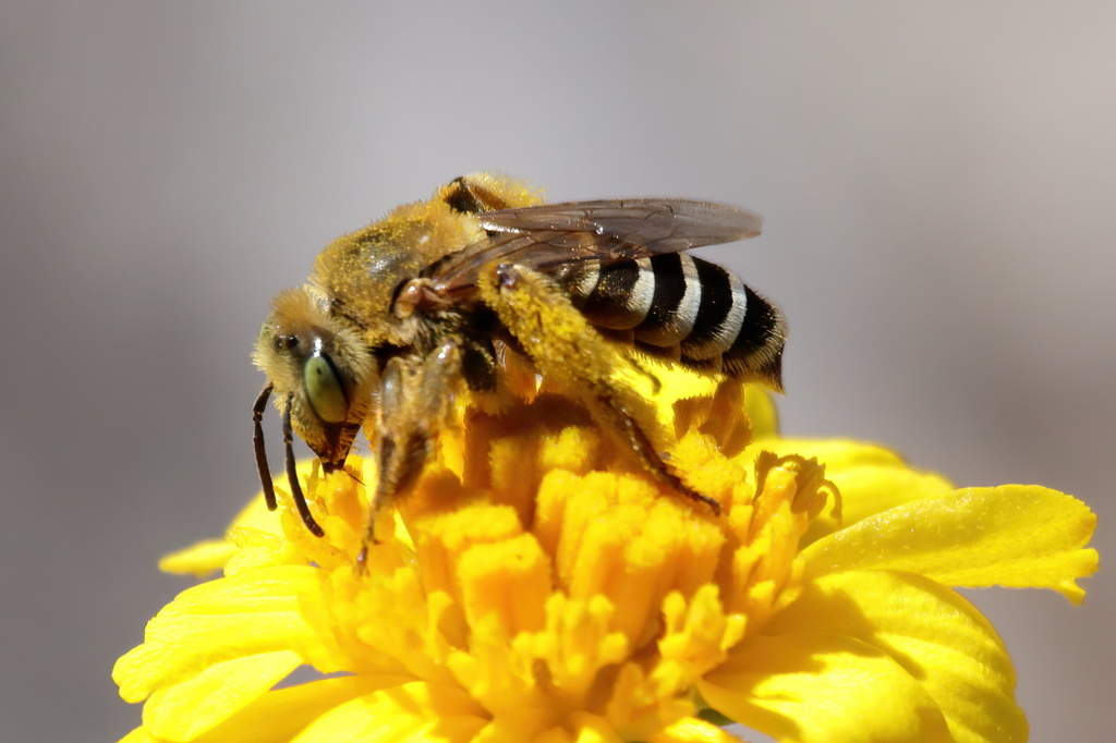 Hesperapis kayella (Western bees), California species