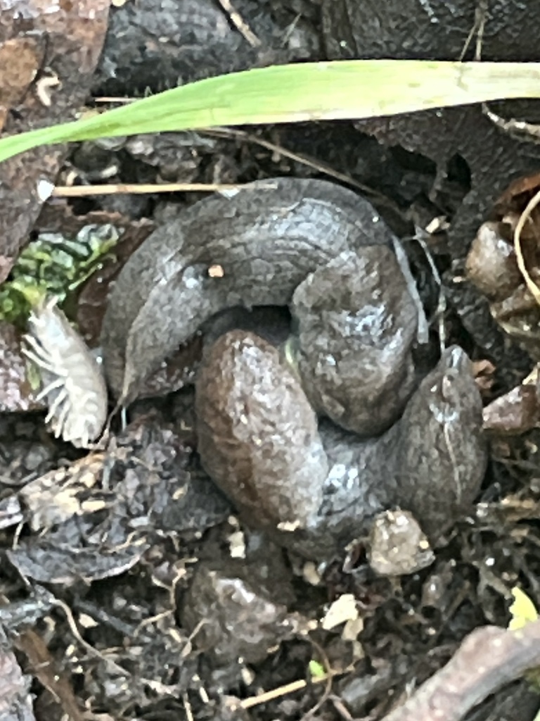 Hesperarion plumbeus (Leaden Slug), California species