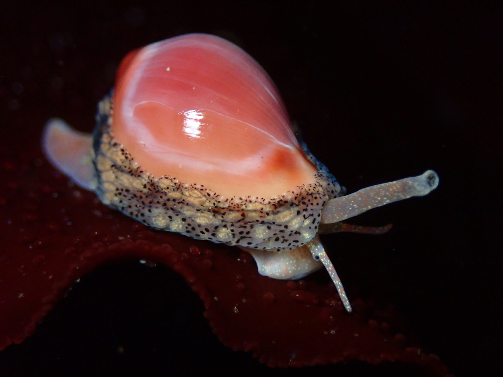 Hespererato vitellina (Appleseed Erato), California species
