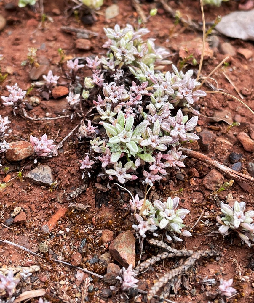 Hesperevax acaulis var. ambusticola (Fire evax), native California herb
