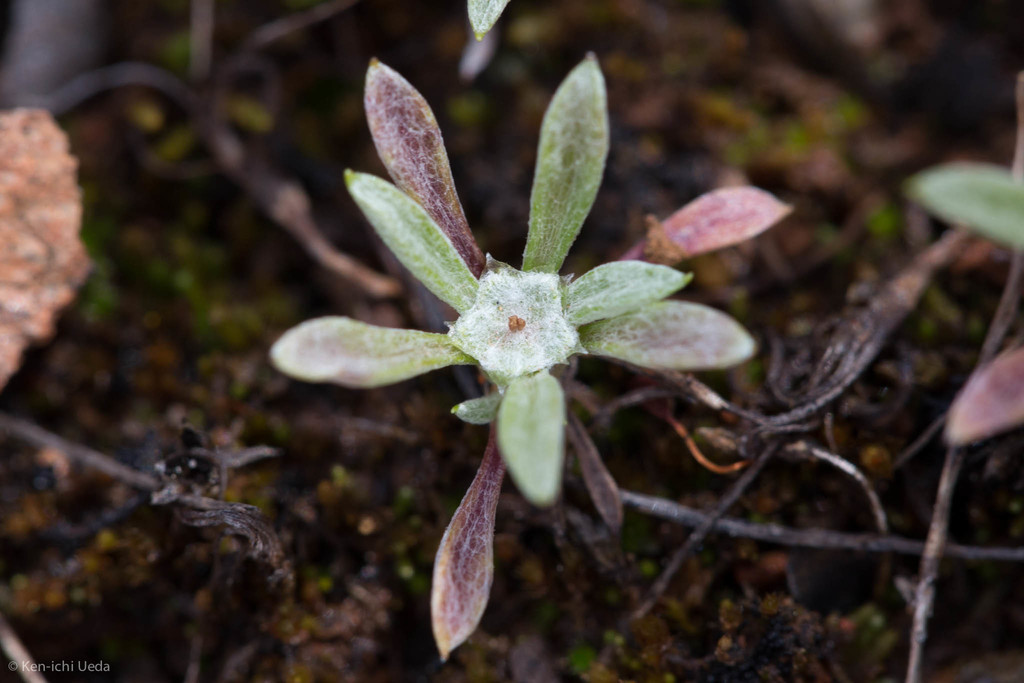 Hesperevax acaulis var. robustior (Big evax), native California herb