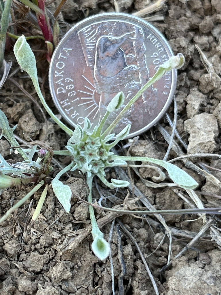 Hesperevax caulescens (Hogwallow starfish), native California herb