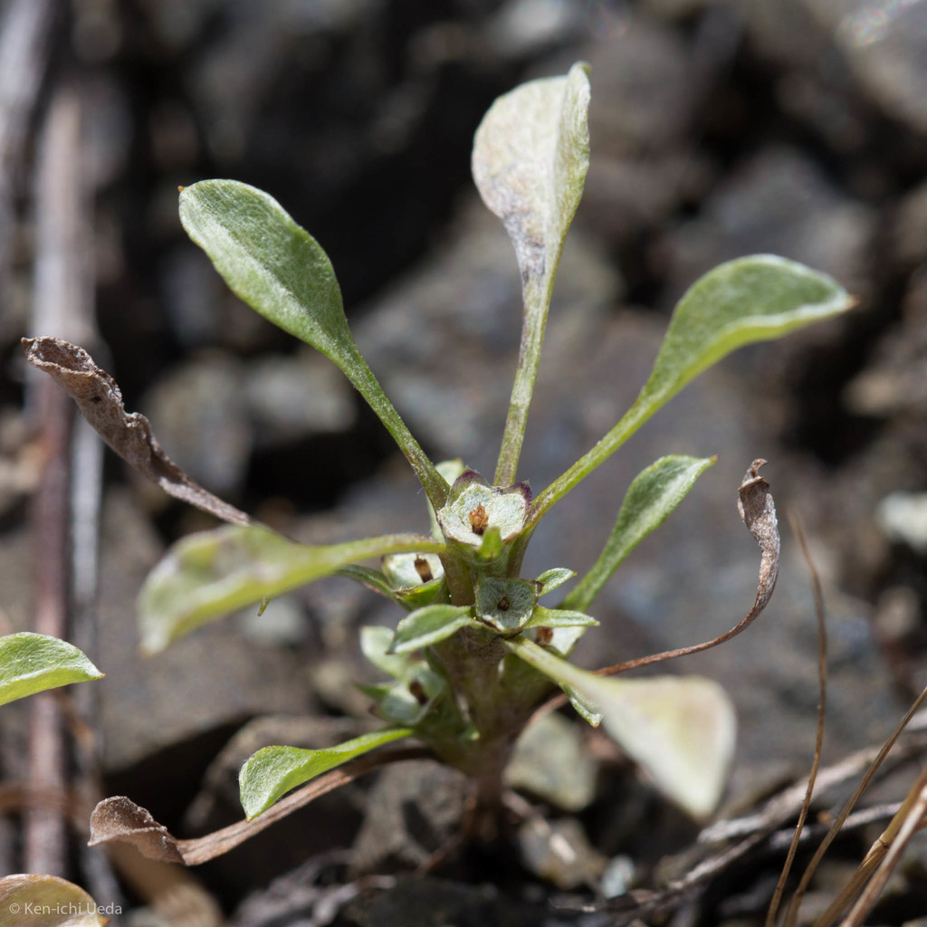 Hesperevax sparsiflora var. sparsiflora (Erect dwarf cudweed), native California herb
