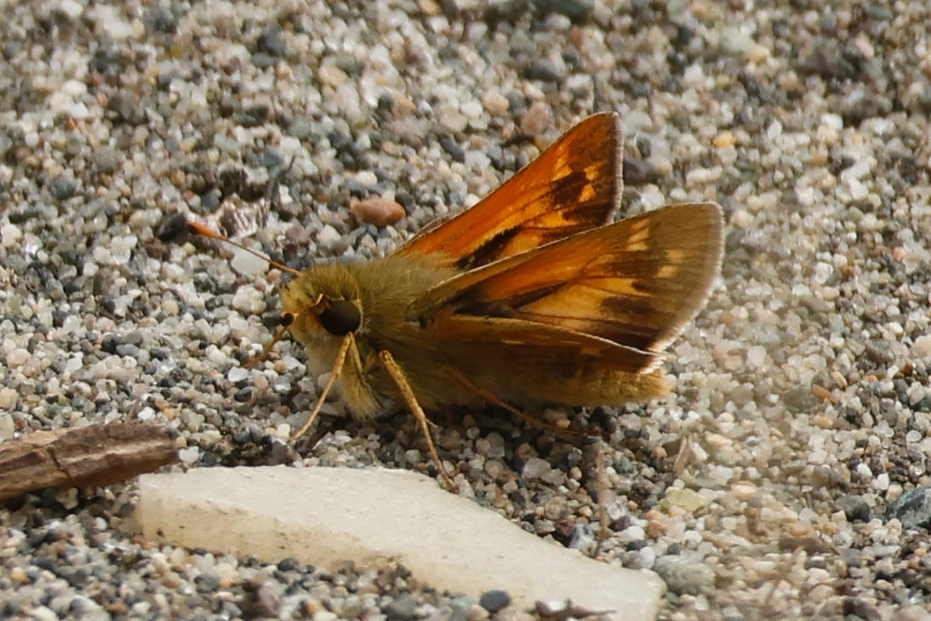 Hesperia colorado (Western Branded Skipper), California species