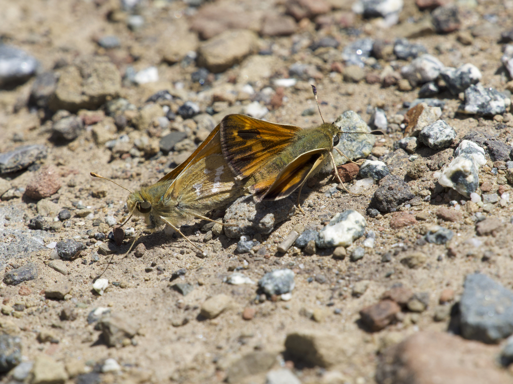 Hesperia columbia (Columbian Skipper), California species