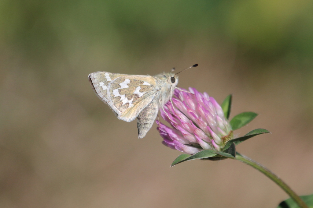 Hesperia juba (Juba Skipper), California species