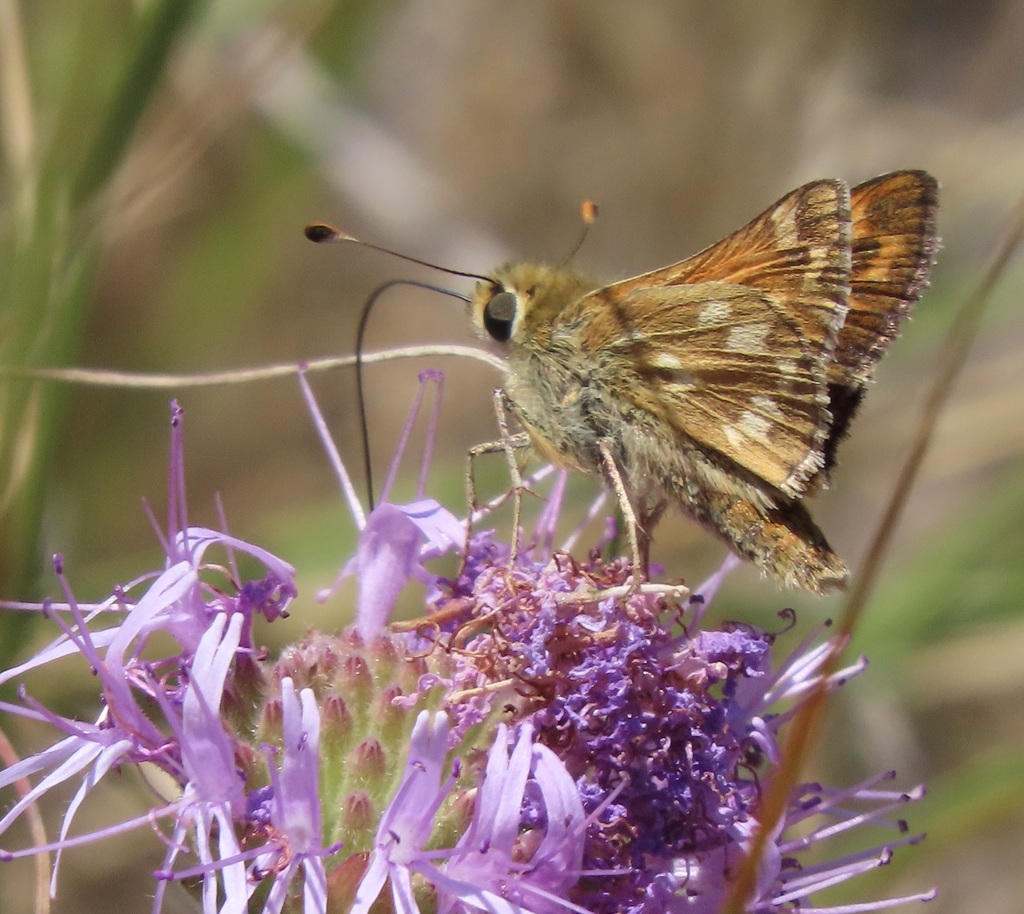 Hesperia lindseyi (Lindsey's Skipper), California species