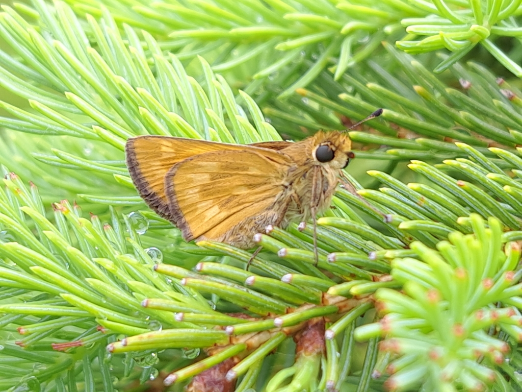Hesperia miriamae (Sierra Skipper), California species