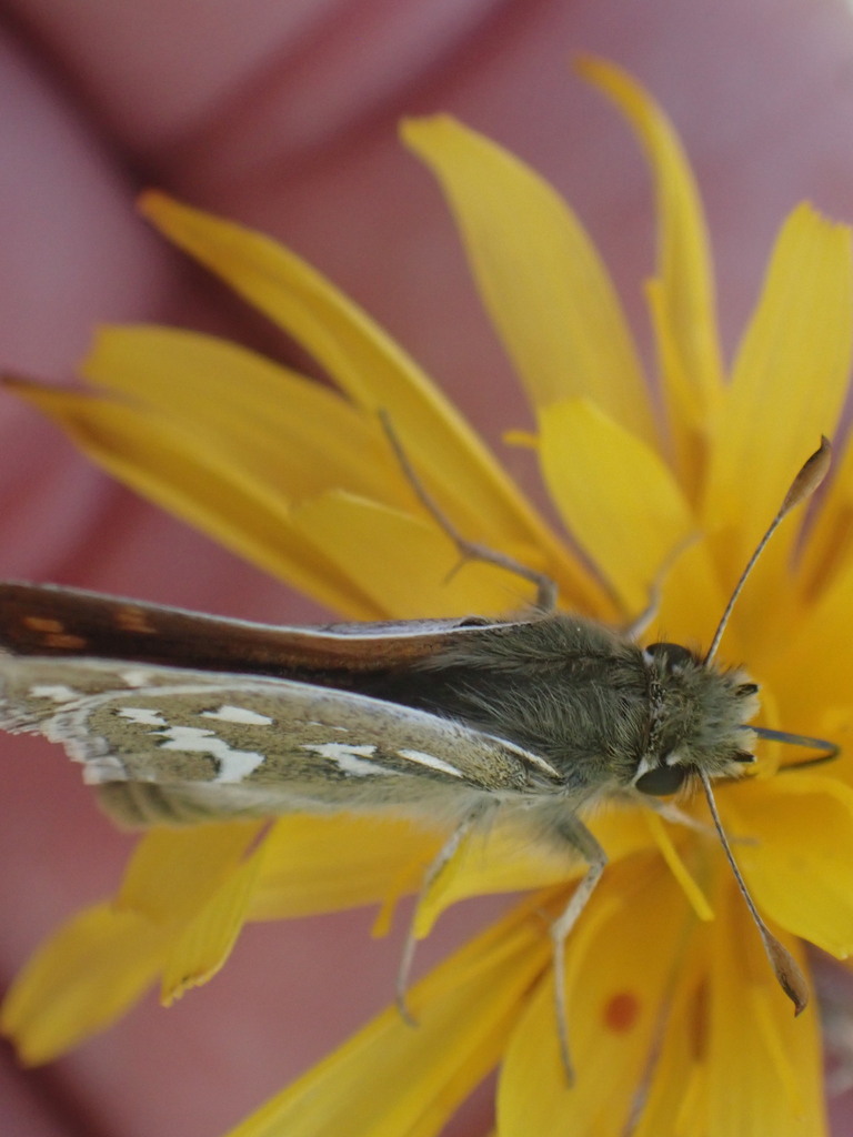 Hesperia nevada (Nevada Skipper), California species