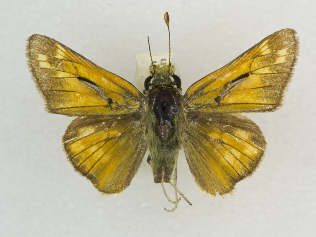 Hesperia pahaska (Pahaska Skipper), California species