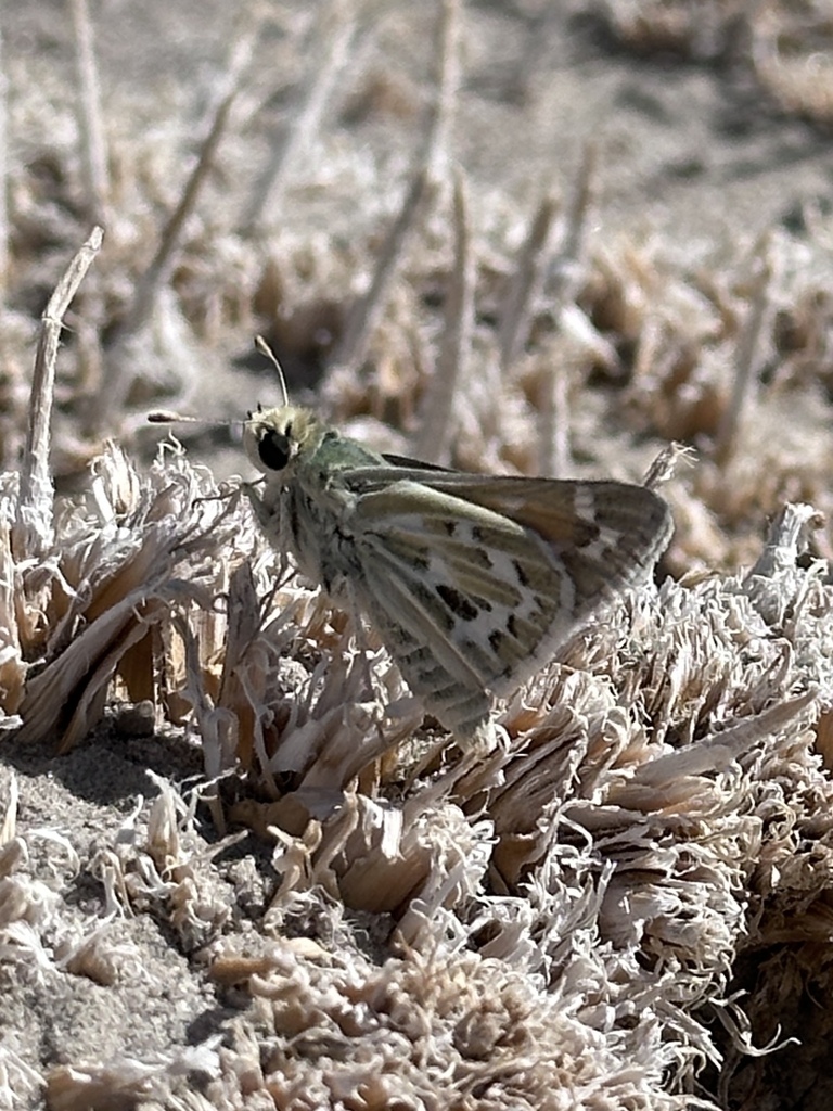 Hesperia uncas (Uncas Skipper), California species