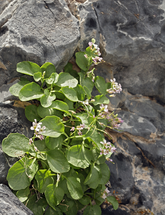 Hesperidanthus jaegeri (Jaeger's hesperidanthus), native California subshrub