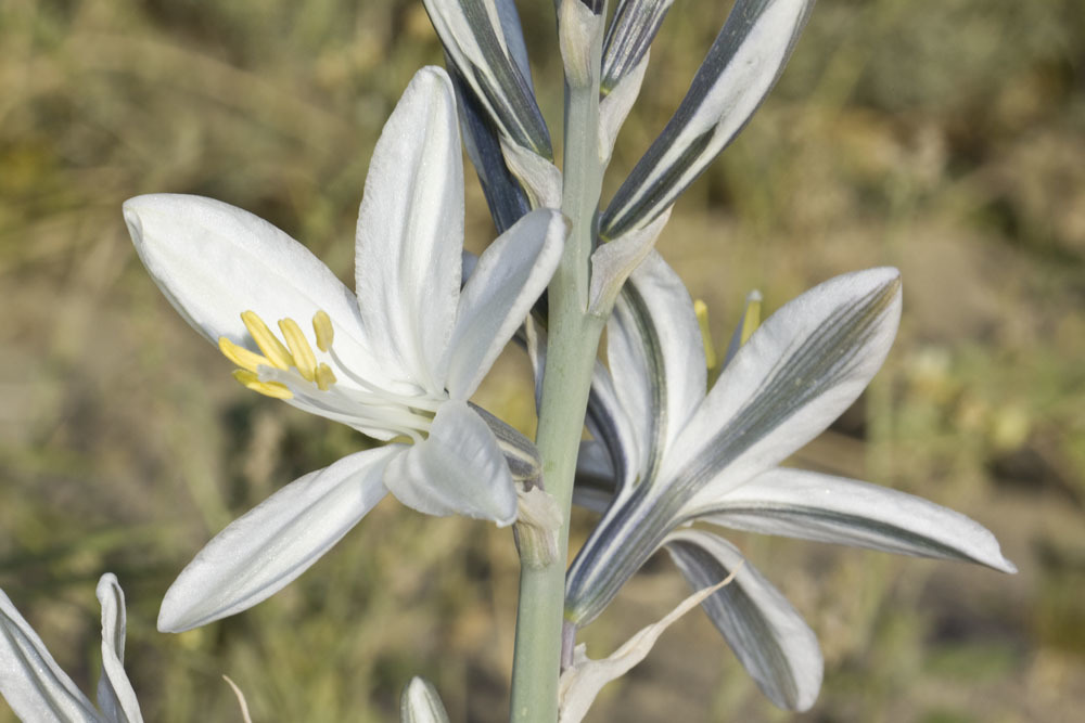 Hesperocallis sp. (Desert lily), native California perennial