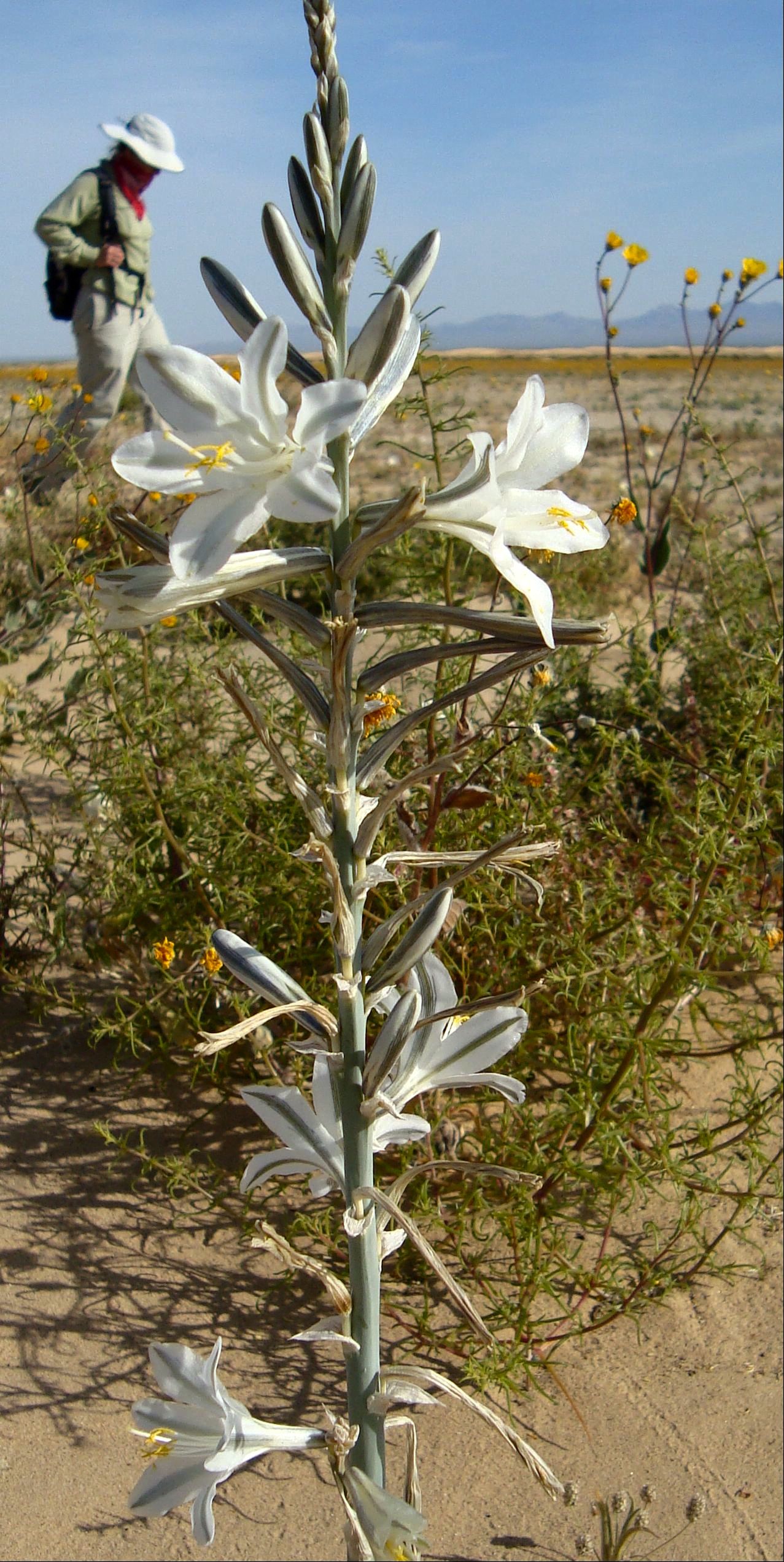 Hesperocallis undulata (Desert lily), native California herb