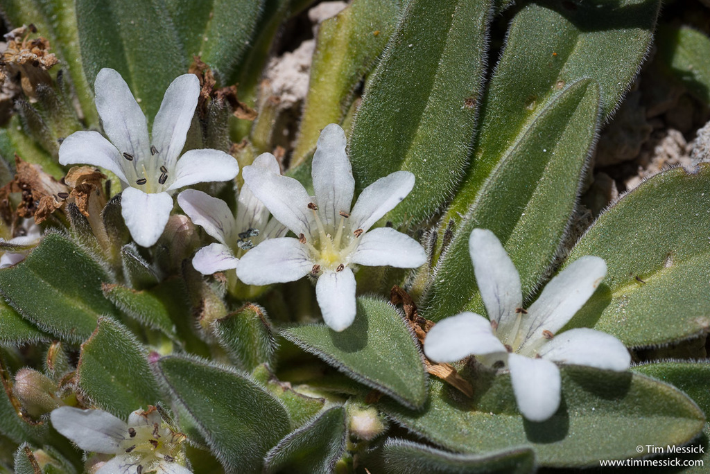 Hesperochiron nanus (California hesperochiron), native California herb