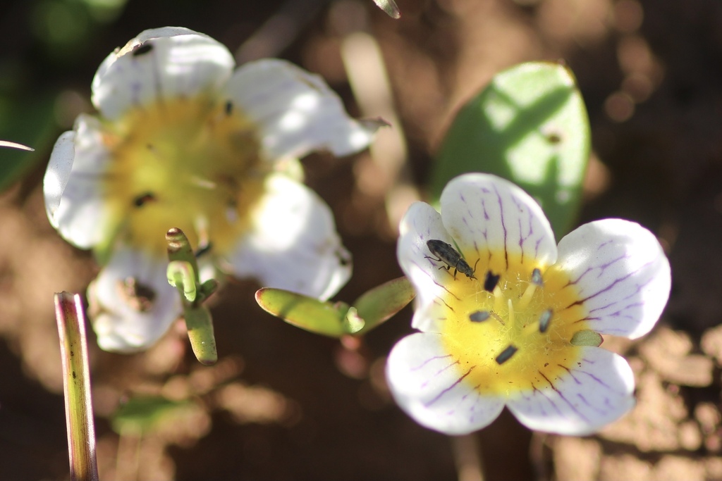 Hesperochiron pumilus (Dwarf hesperochiron), native California herb