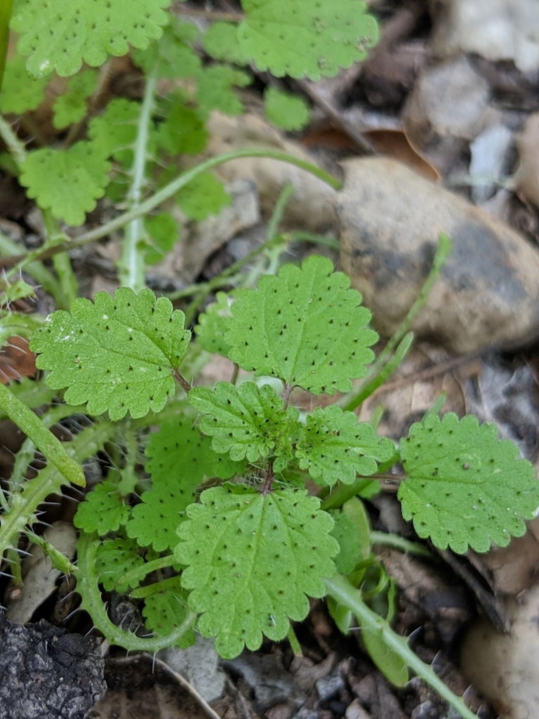 Hesperocnide tenella (Western nettle), native California herb