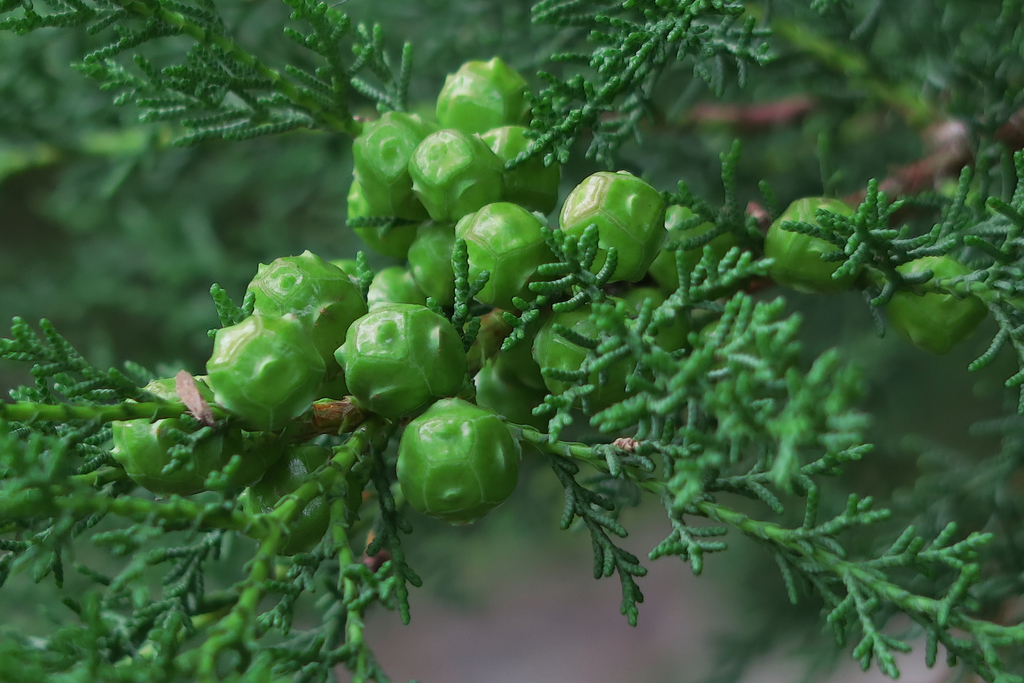 Hesperocyparis abramsiana (Santa cruz cypress), native California tree