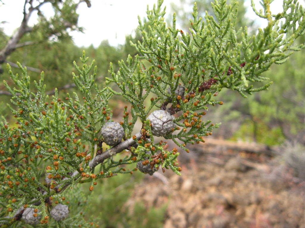Hesperocyparis bakeri (Baker cypress), native California tree