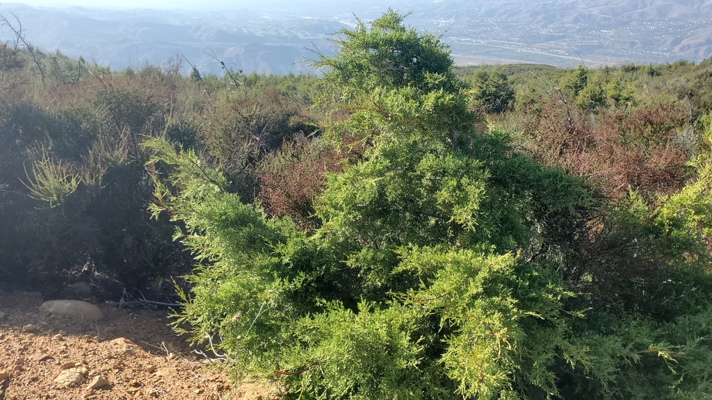Hesperocyparis forbesii (Tecate cypress), native California tree