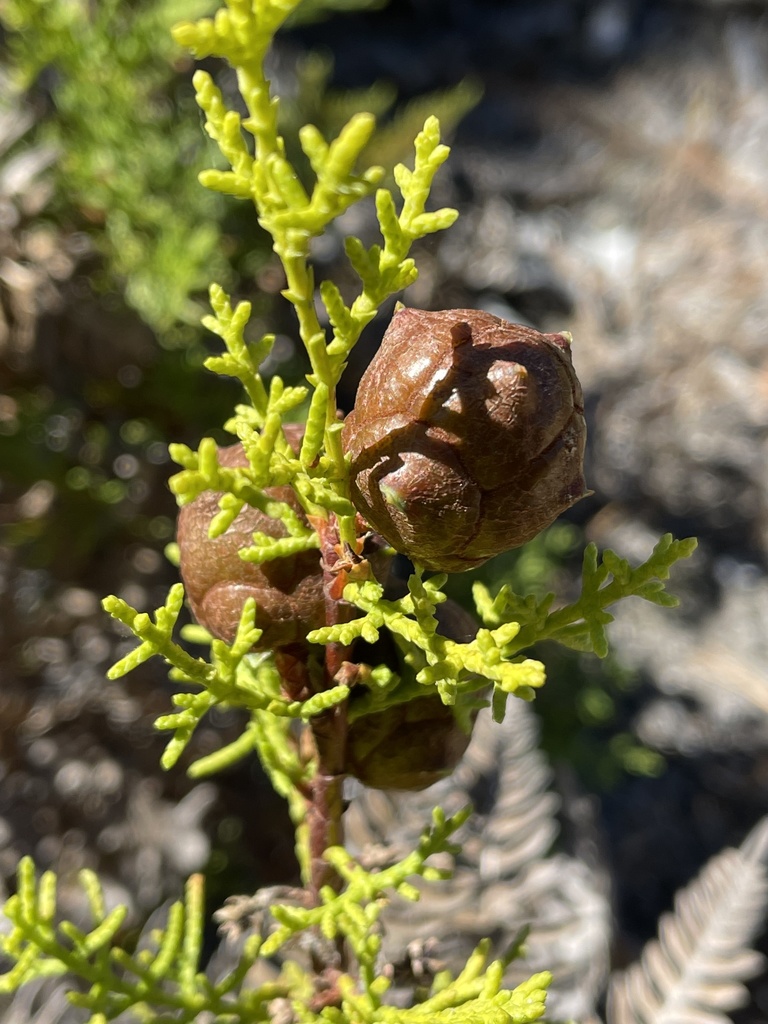 Hesperocyparis goveniana (Gowen cypress), native California shrub / tree